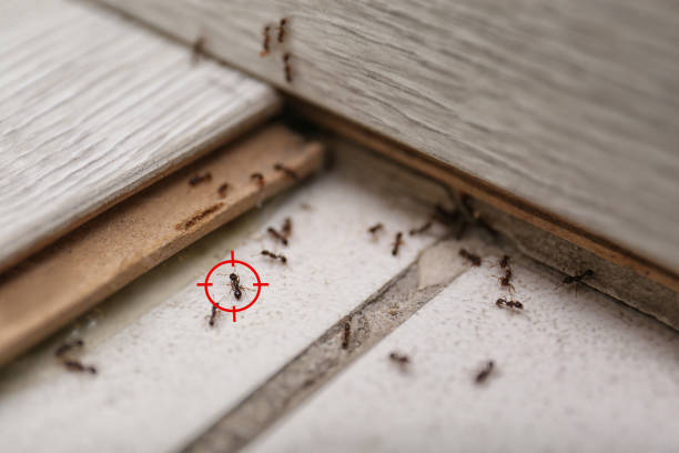 Best Affordable Pest Control Services  in White Pigeon, MI