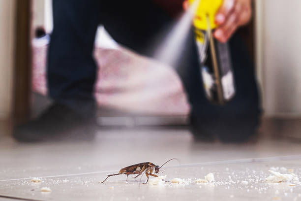 Best Wasp Removal Services  in White Pigeon, MI