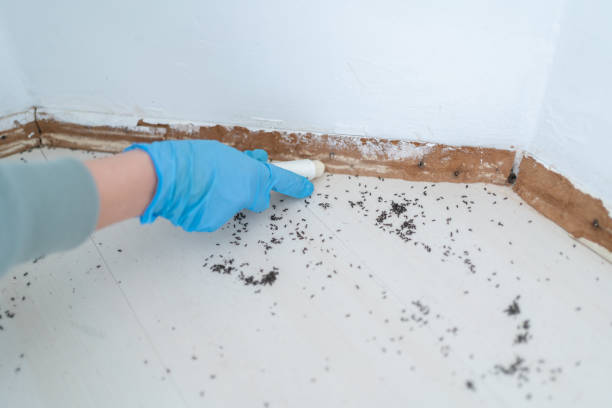 Best Bed Bug Extermination  in White Pigeon, MI